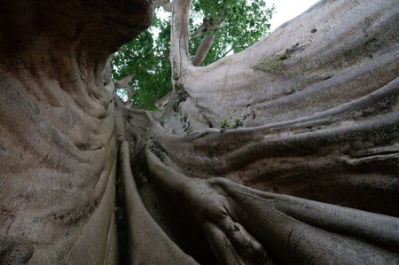 Old big tree in jungle tropical rainforest.の写真素材