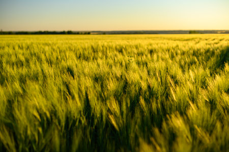Beautiful green field of fresh barley cereals. Backgroundの写真素材