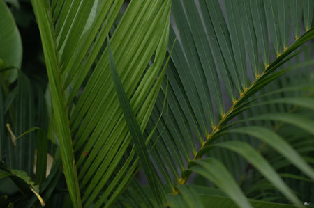 Tropical green palm plant background close upの写真素材