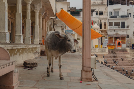 Holy lake in Pushkar, Rajasthan India.の写真素材