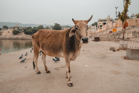 Holy cow walking freely in streets of Pushkar city, Indiaの写真素材
