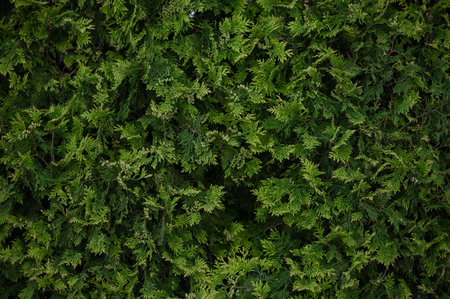 Thuja tree close up. Plant backgroud.の写真素材