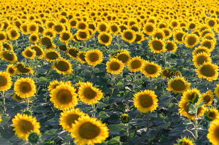 Beautiful sunflowers in the field natural background, Sunflower bloomingの写真素材