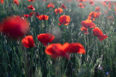 Red poppies close-up on an endless field with beautiful sunlightの写真素材