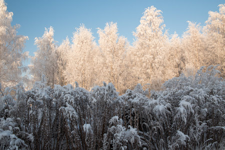 Winter landscape with snowy trees and blue skyの写真素材