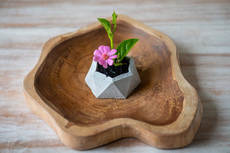 Plant based vegan cuisine. close up photoの写真素材