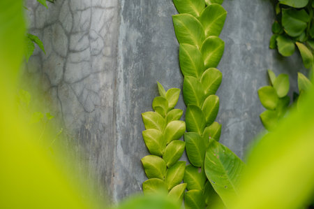 Tropical green leaves grow on gray wallの写真素材