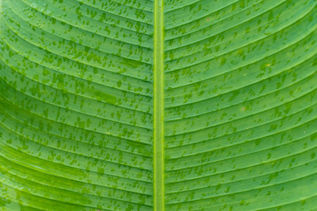 Tropical green palm plant background close upの写真素材