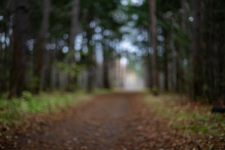 Blurred Forest Pathway. Autumn Leaves and Colorsの写真素材