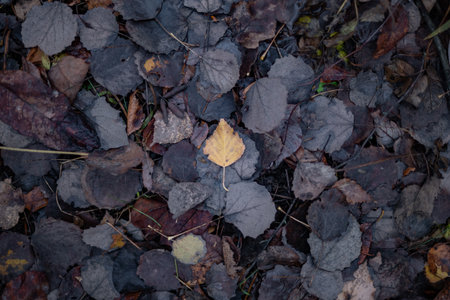 Yellow Leaf stands out prominently in a Sea of Dark Fallen Leaves all aroundの写真素材