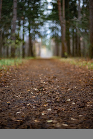 Blurred Forest Pathway. Autumn Leaves and Colorsの写真素材