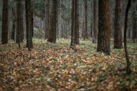 Blurred Forest Pathway. Autumn Leaves and Colorsの写真素材