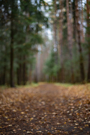 Blurred Forest Pathway. Autumn Leaves and Colorsの写真素材