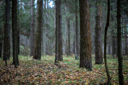 Blurred Forest Pathway. Autumn Leaves and Colorsの写真素材