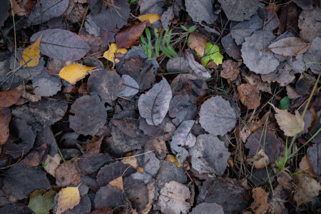 Yellow Leaf stands out prominently in a Sea of Dark Fallen Leaves all aroundの写真素材