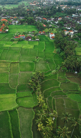Green Rice Terrace in Asia. Bali, Indonesia. Top viewの写真素材