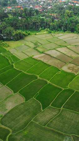 Green Rice Terrace in Asia. Bali, Indonesia. Top viewの写真素材