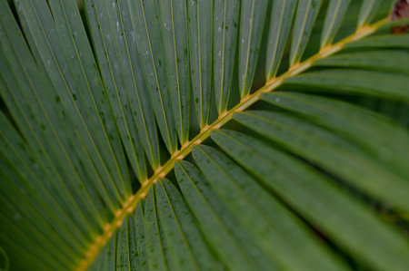 Tropical green palm plant background close upの写真素材
