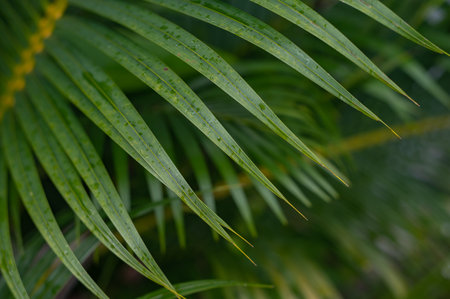Tropical green palm plant background close upの写真素材