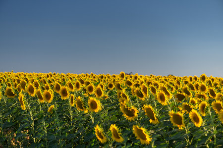 Beautiful sunflowers in the field natural background, Sunflower bloomingの写真素材