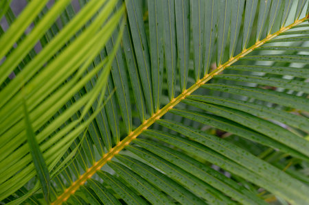 Tropical green palm plant background close upの写真素材
