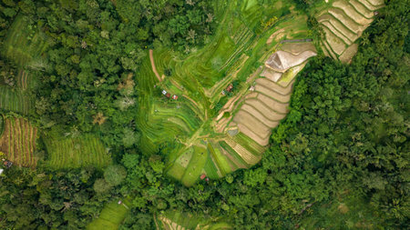 Aerial view of terraced rice fields in a green forest, blending agricultureの写真素材