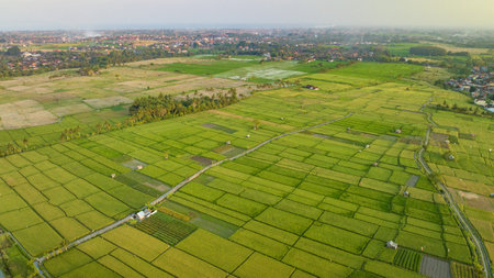 Rice Terrace, Ubud, Bali, Indonesia. Top viewの写真素材
