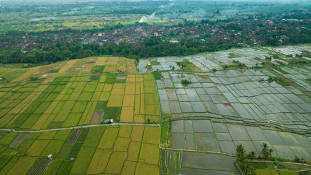 Rice Terrace, Ubud, Bali, Indonesia. Top view