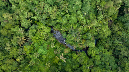 River in tropical green rainforest, 4K Aerial drone top view shotの写真素材