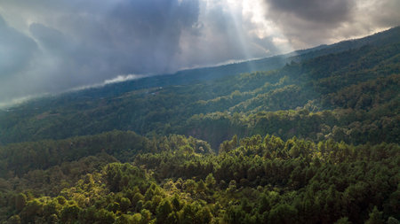 A Majestic and Enchanting Forest Landscape Infused with Warm Sunlight and Soft Cloudsの写真素材