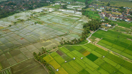 Rice Terrace, Ubud, Bali, Indonesia. Top viewの写真素材