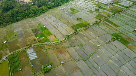 Rice Terrace, Ubud, Bali, Indonesia. Top viewの写真素材
