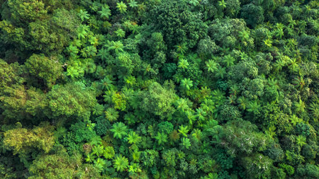 A breathtaking view of a lush green forest canopy captured from above, highlighting natures beautyの写真素材