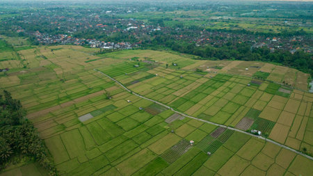 Rice Terrace, Ubud, Bali, Indonesia. Top viewの写真素材