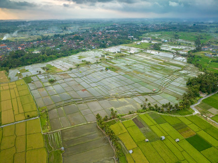 Rice Terrace, Ubud, Bali, Indonesia. Top viewの写真素材