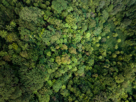 A breathtaking view of a lush green forest canopy captured from above, highlighting natures beautyの写真素材