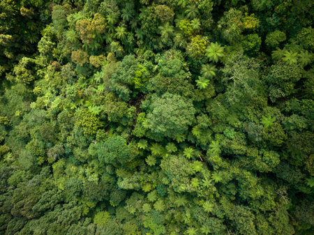 A breathtaking view of a lush green forest canopy captured from above, highlighting natures beautyの写真素材
