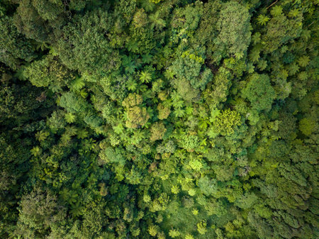 A breathtaking view of a lush green forest canopy captured from above, highlighting natures beautyの写真素材