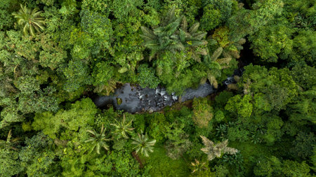 A breathtaking view of a lush green forest canopy captured from above, highlighting natures beautyの写真素材