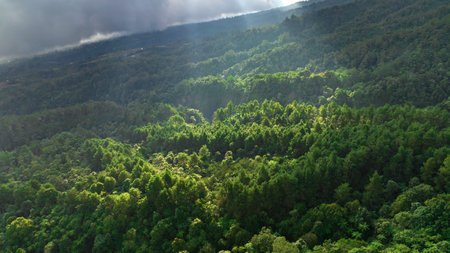 A Majestic and Enchanting Forest Landscape Infused with Warm Sunlight and Soft Cloudsの写真素材