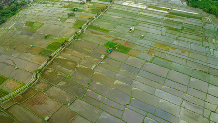 Rice Terrace, Ubud, Bali, Indonesia. Top viewの写真素材