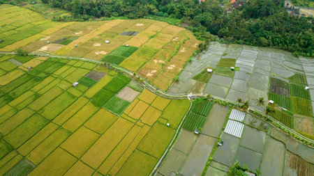 Rice Terrace, Ubud, Bali, Indonesia. Top viewの写真素材