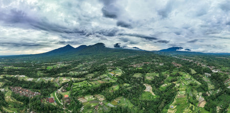 Aerial view of a lush green forest with dense trees and vegetationの写真素材
