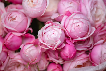 Beautiful Pink ranunculus Bouquet close upの写真素材