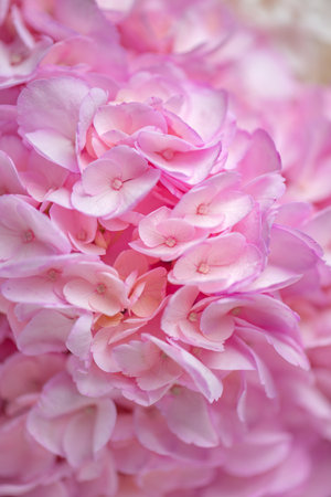 The Beautiful Pink Hydrangea Blooms Captured in a Soft Focus Style for All to Admireの写真素材