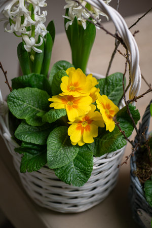This charming flower basket showcases beautiful yellow blooms along with vibrant greeneryの写真素材