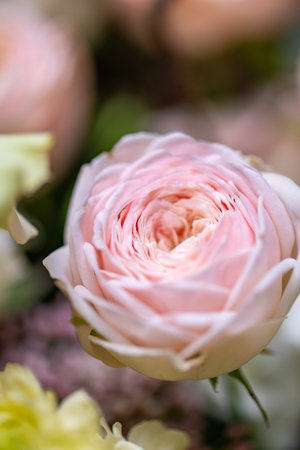 Delicate white and pink roses close upの写真素材