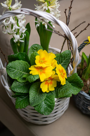 This charming flower basket showcases beautiful yellow blooms along with vibrant greeneryの写真素材