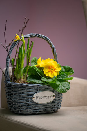 This charming flower basket showcases beautiful yellow blooms along with vibrant greeneryの写真素材