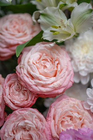 Beautiful Pink ranunculus Bouquet close upの写真素材